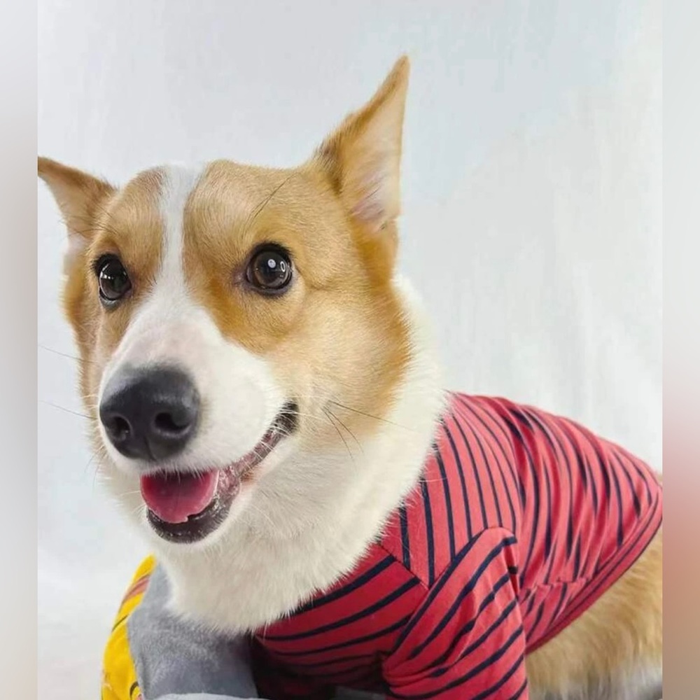 Striped Pattern Dog Tee - Picture 5 of 6